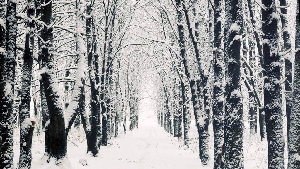Snowy Apple Mac HD Wallpapers Winter Forest