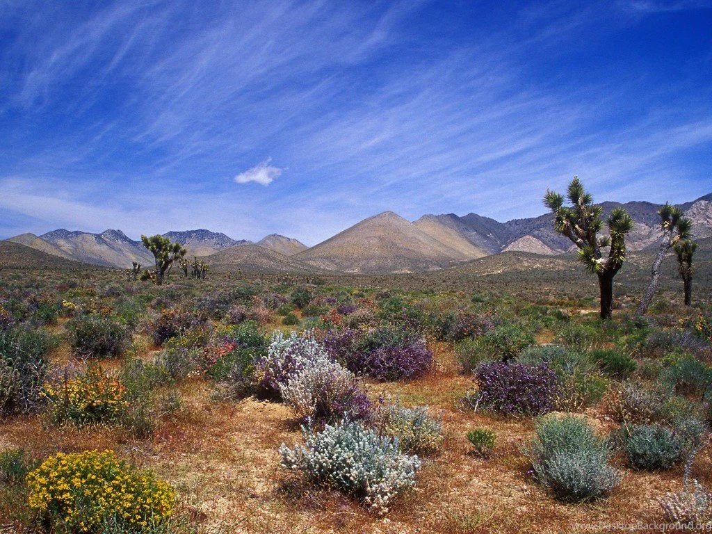 Desert Bloom, California Desert Conservation Area < Nature < Life ...