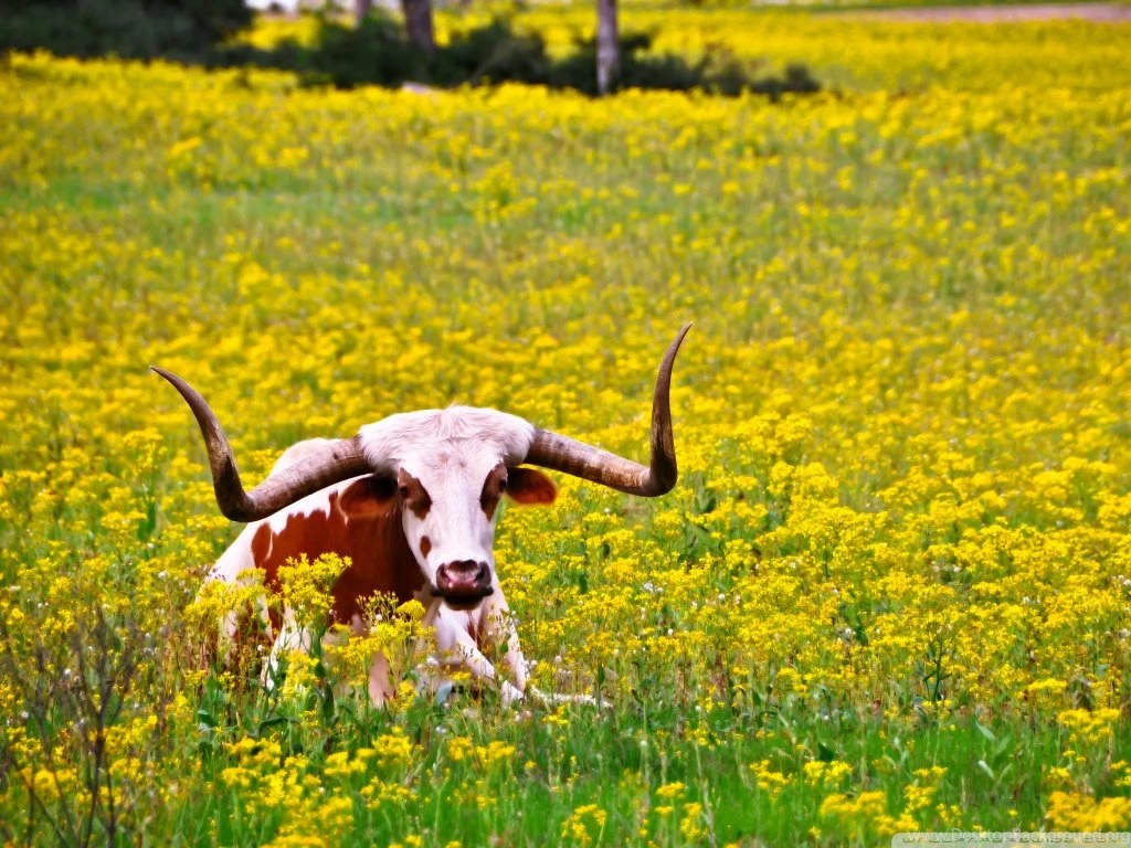 Lazy Longhorn HD Desktop Wallpapers : Widescreen : High Definition ...