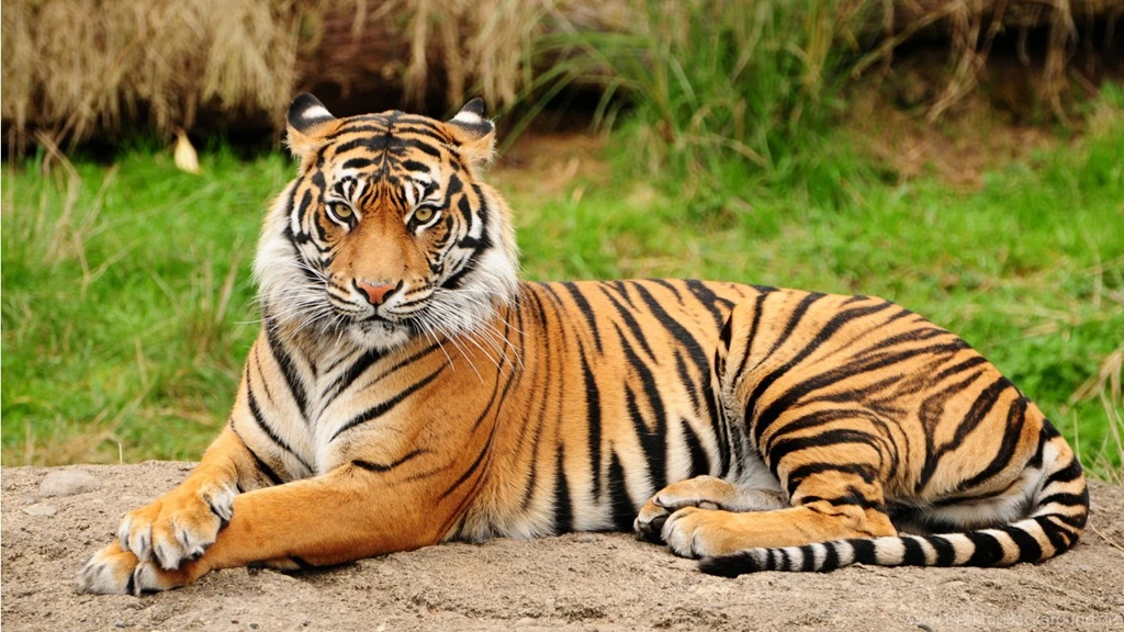 Desktop Tiger Wallpapers HD CuteWallpaper.org