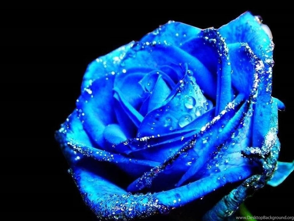 Blue, Rose, High, Definition, Widescreen, Wallpaper, Free, Images ...