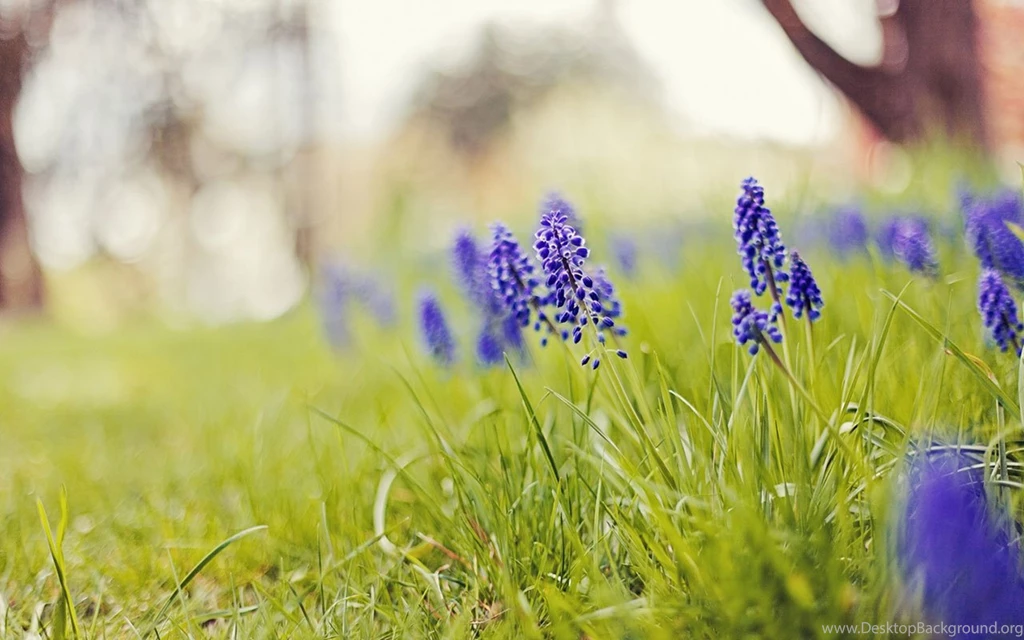 Miss The Flower Hyacinth Wallpapers 15 - Flower Wallpapers Free ...