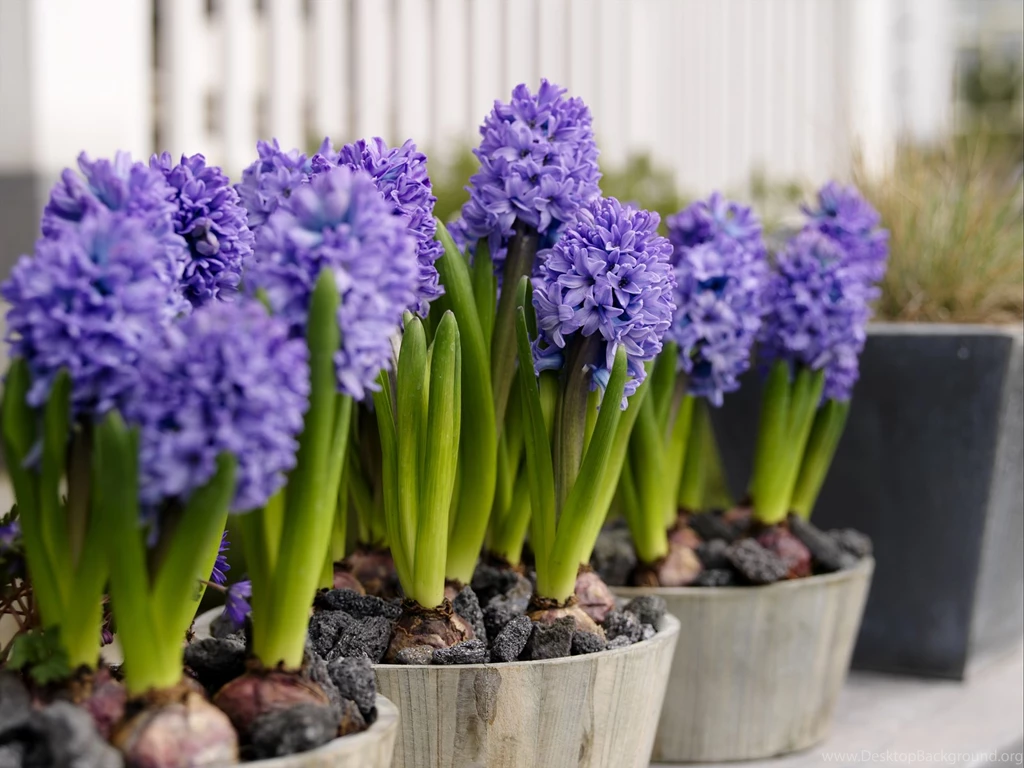 Hyacinth Flowers At Home Wallpapers And Images Wallpapers ...