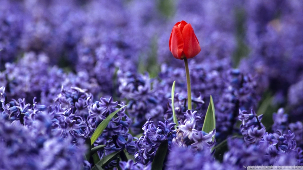 Download Grape Hyacinths Wallpapers 1920x1080