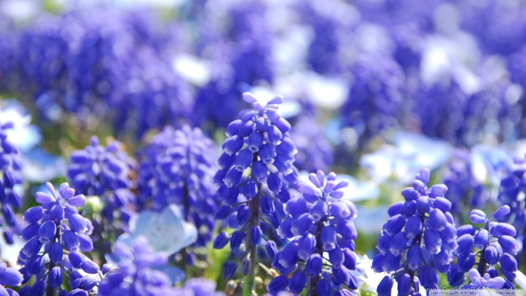 Download Grape Hyacinth Wallpapers 1920x1080