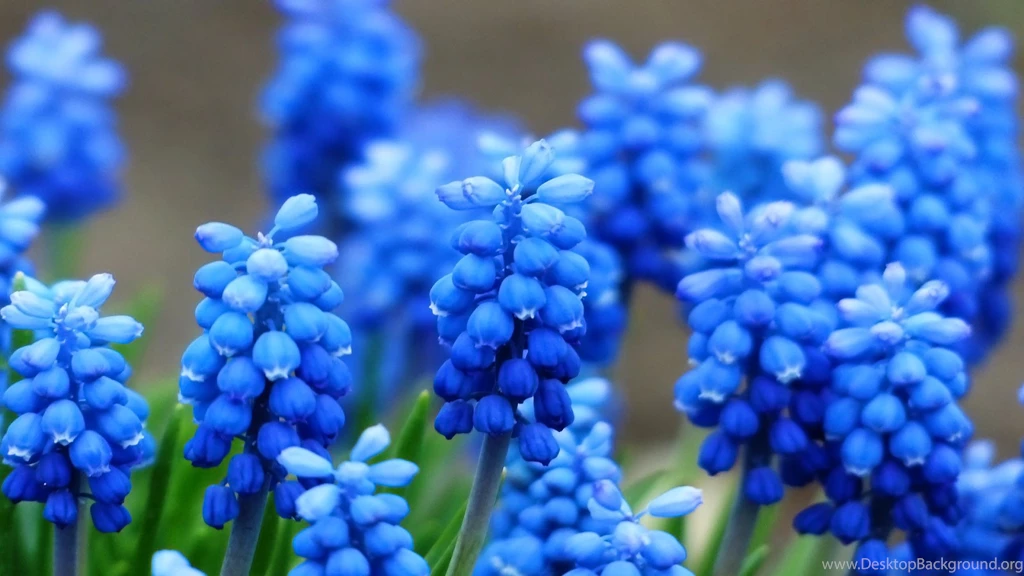 Blue Hyacinth Wallpapers