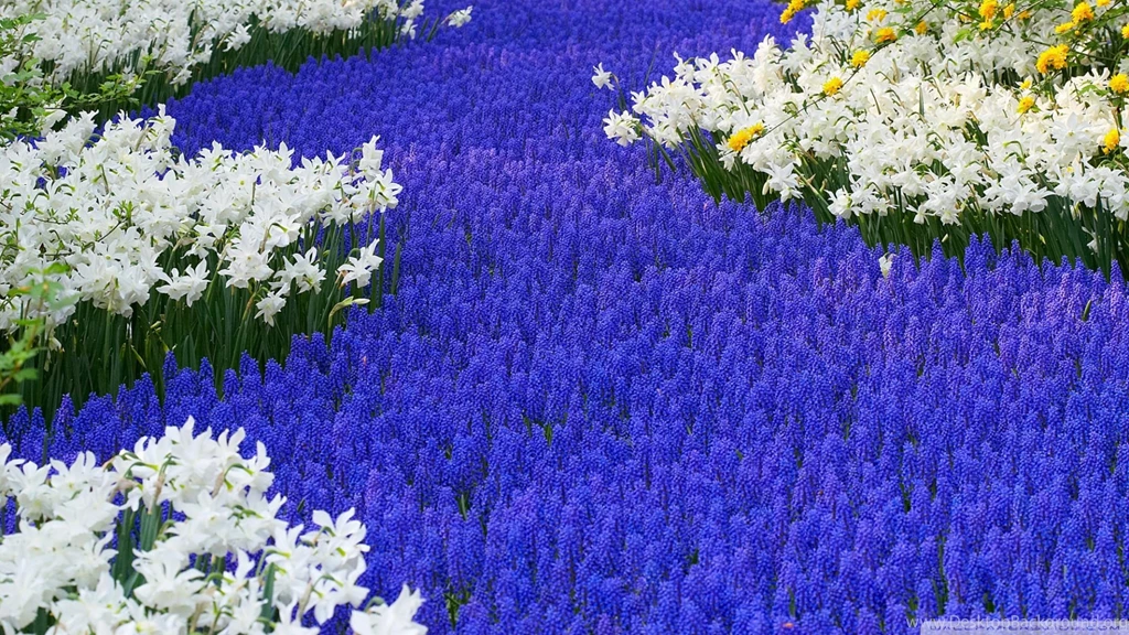 Grape Hyacinth Wallpapers