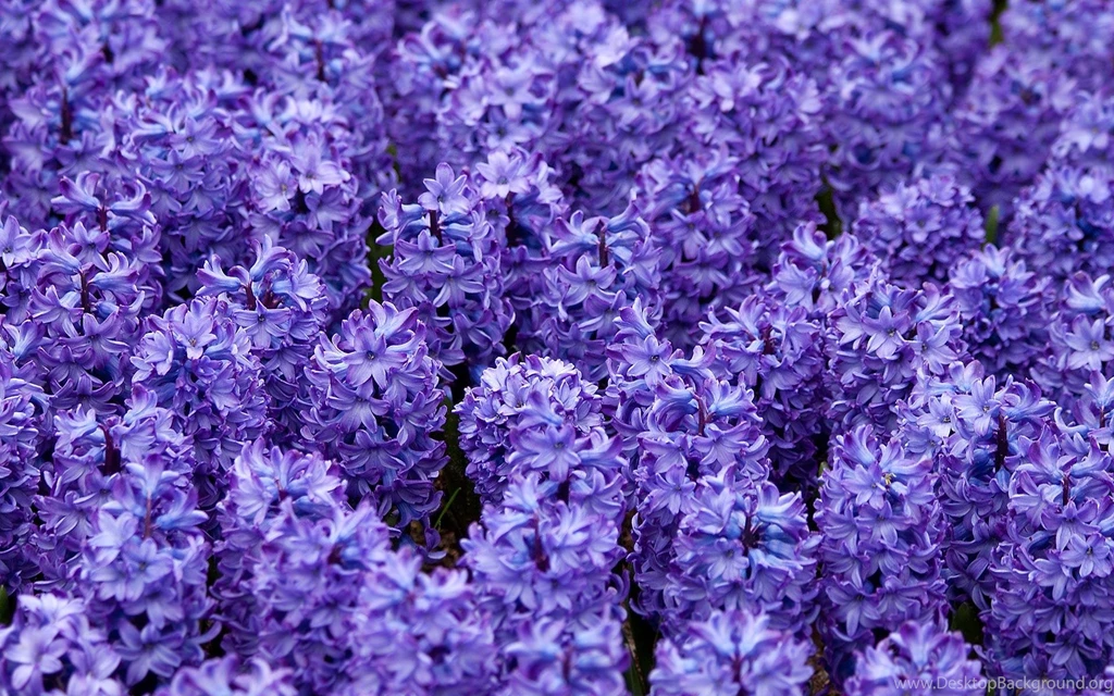 Hyacinth Wallpapers