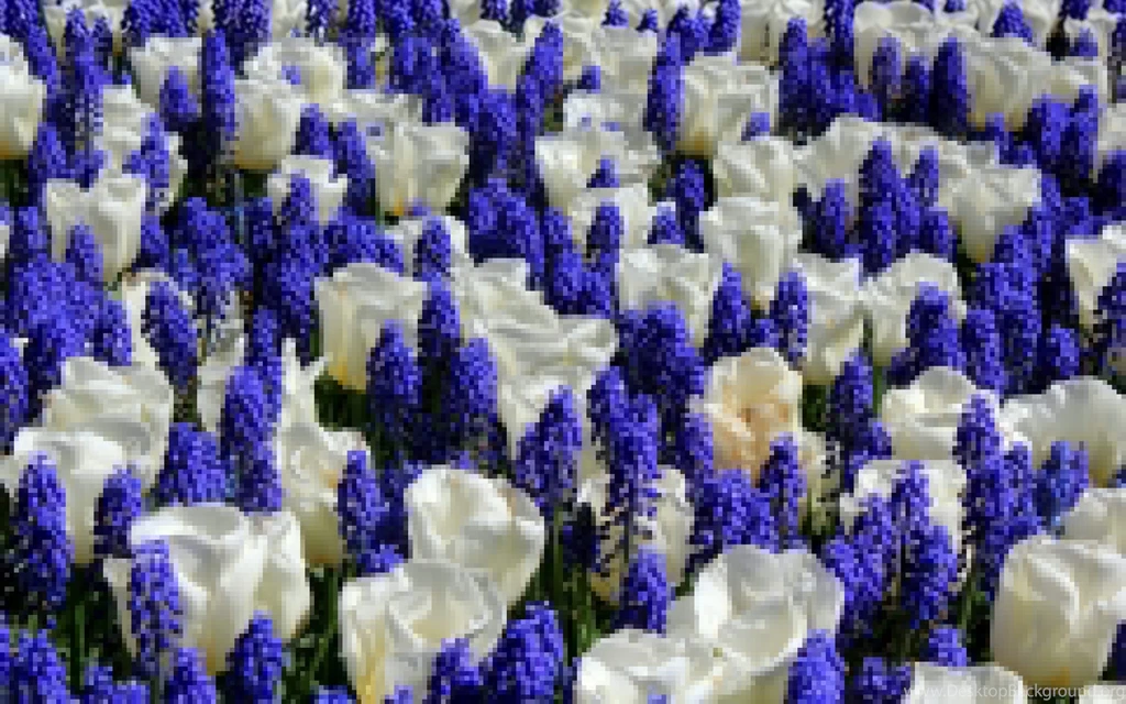 Tulips White Mouse Hyacinth Wallpapers