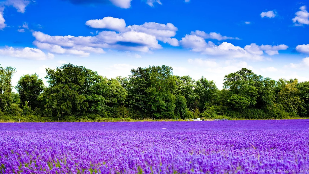 Hyacinth Fields Wallpapers, Green Backgrounds, Pictures And Images