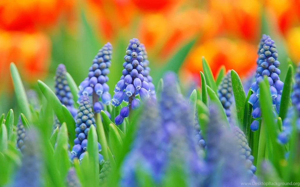 Hyacinth HD