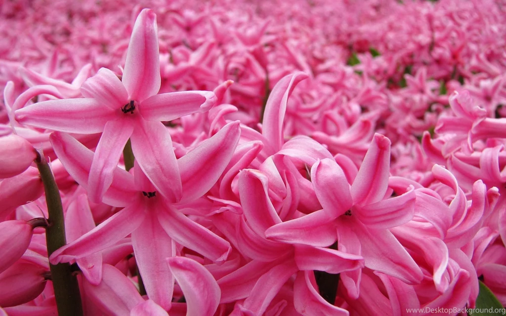 Pink Hyacinth Wallpapers