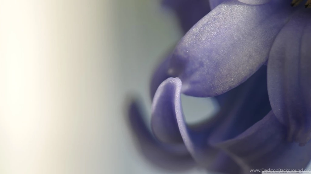 Hyacinth Macro HD Desktop Wallpapers : High Definition : Fullscreen ...