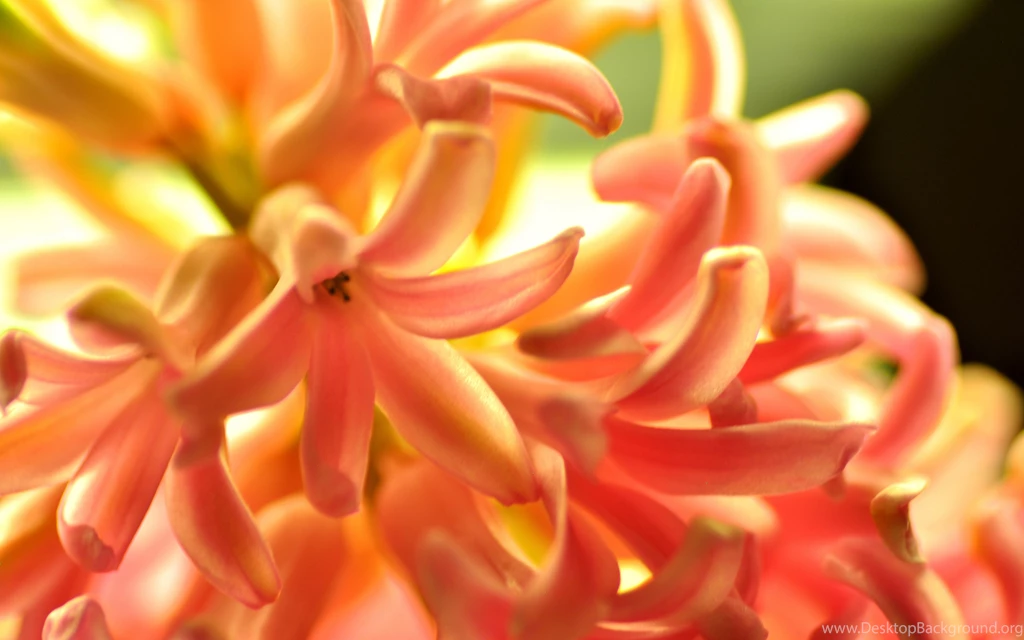 Download Wallpapers 3840x2400 Flower, Orange, Hyacinth, Nature ...