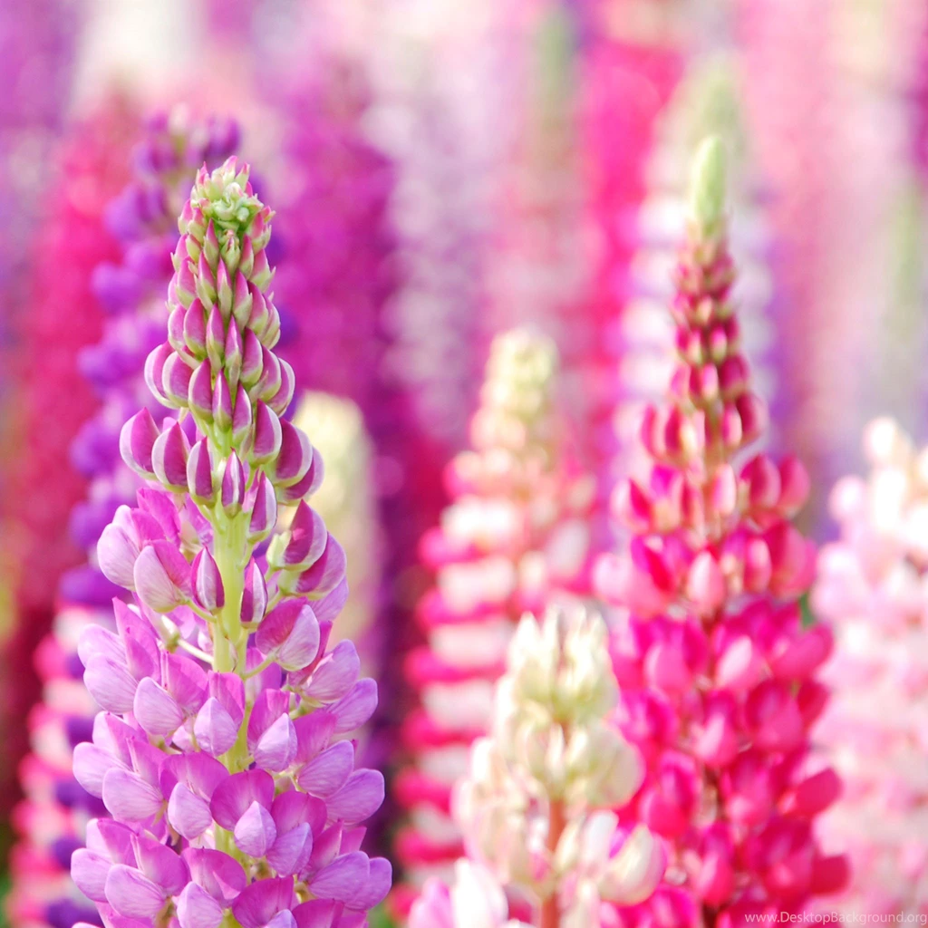 Flower Of Hyacinth Dolichos iPad Air Wallpapers Download
