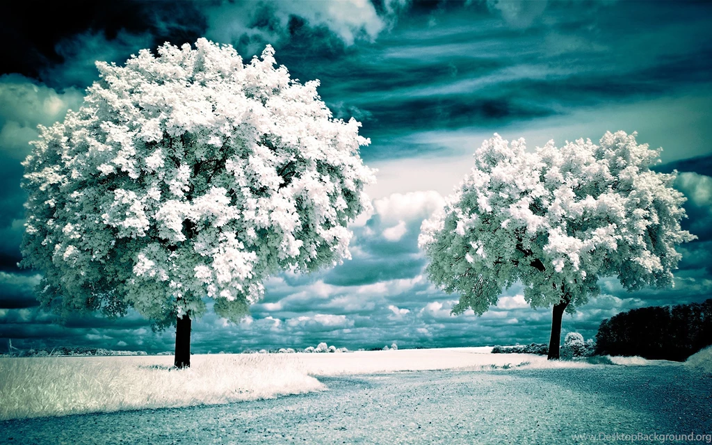 Hyacinth Landscape Wallpapers