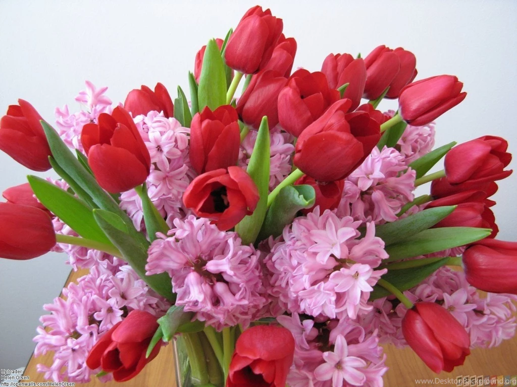 Pink Hyacinth An Red Tulips Wallpapers