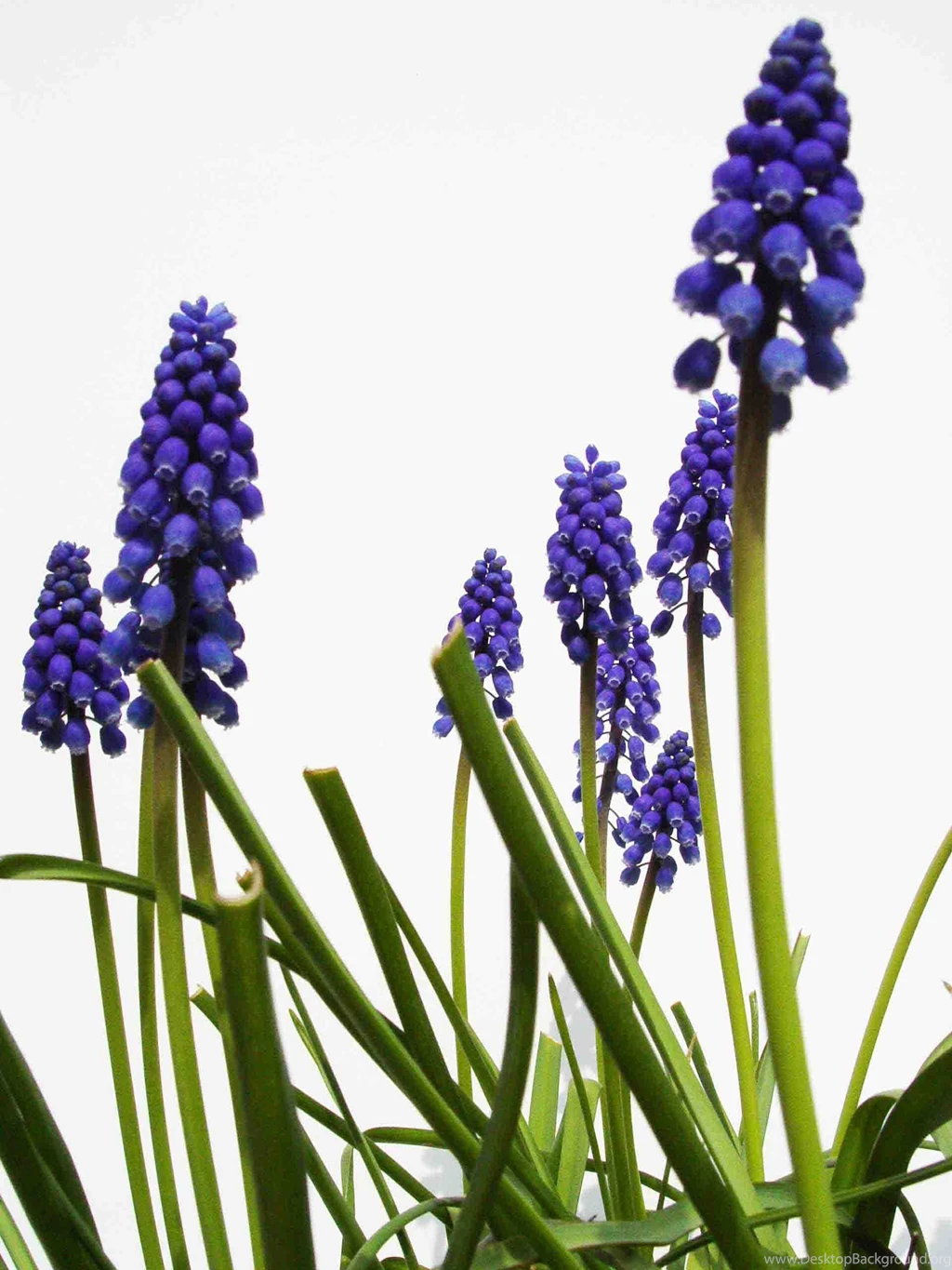 Desktop Wallpapers Hyacinth