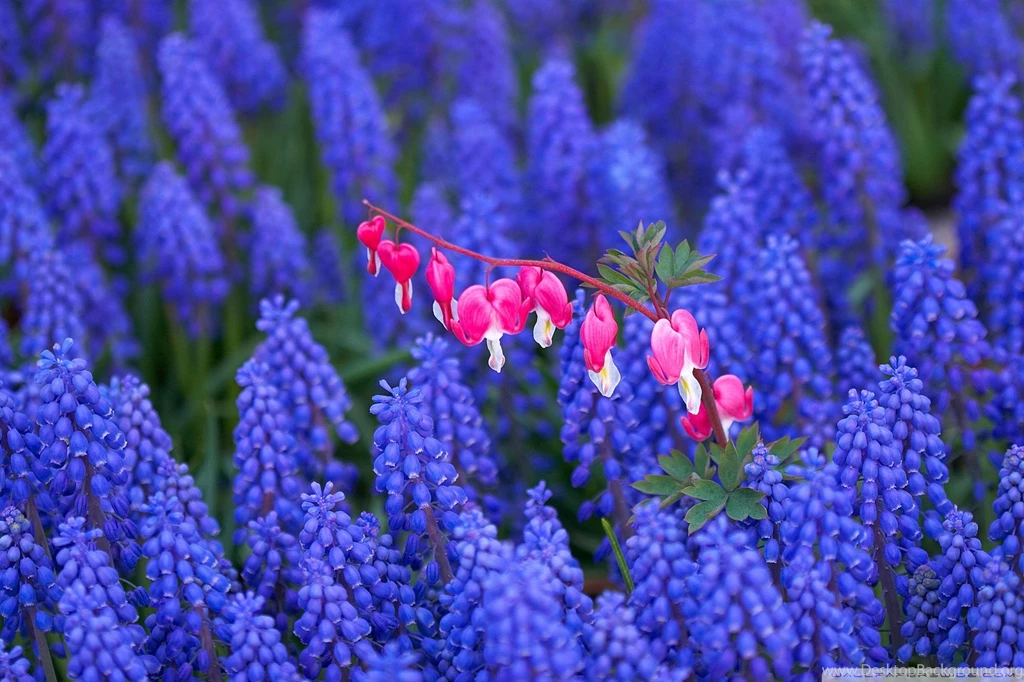 Download Hyacinth And Bleeding Heart Flowers Wallpapers ...
