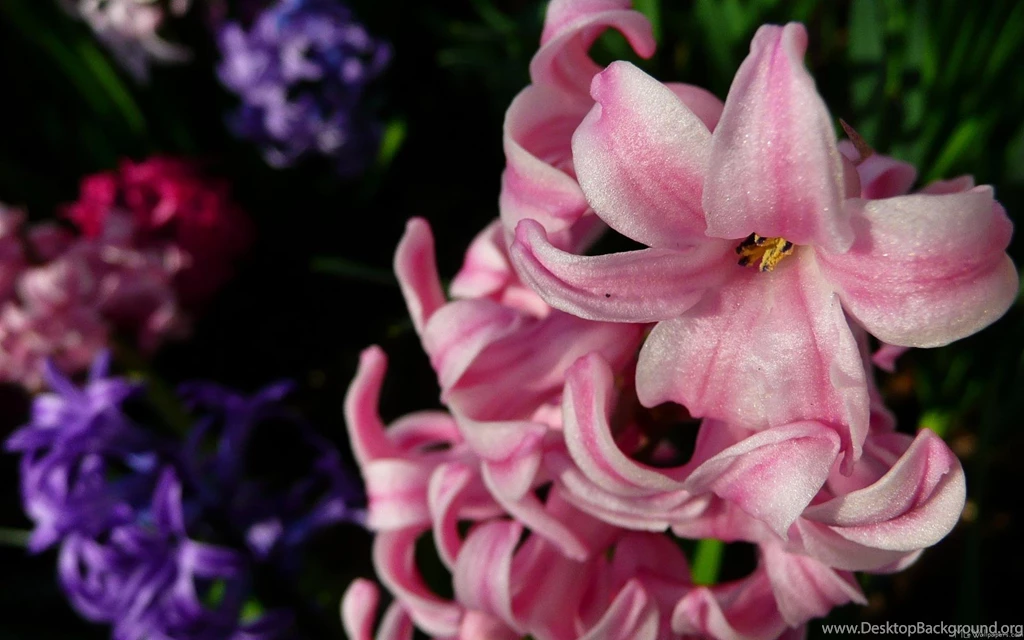 MLeWallpapers.com Pink Hyacinth