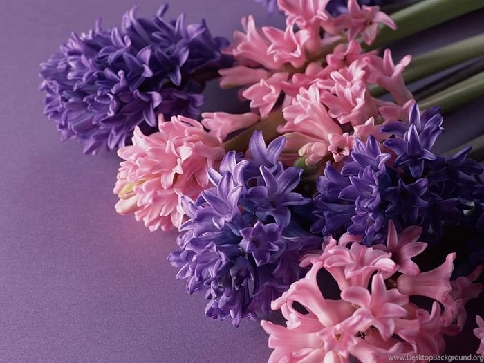Hyacinth Flowers In Pink And Purple Colors 14 Wallcoo.net