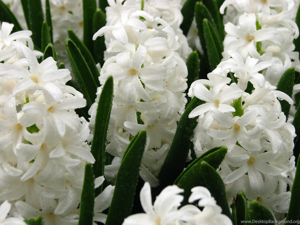 Flowers White Hyacinths Wallpapers And Images Wallpapers ...
