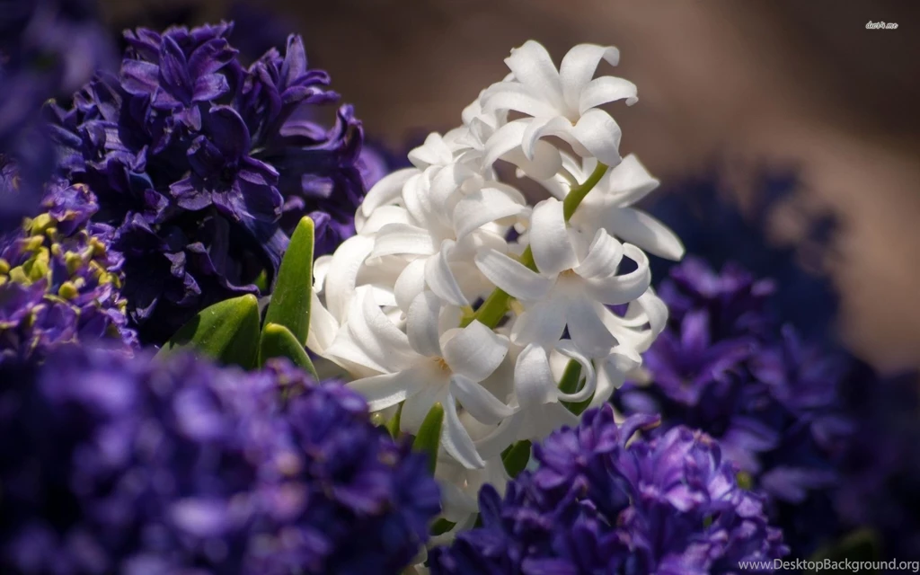 Hyacinth Wallpapers Flower Wallpapers