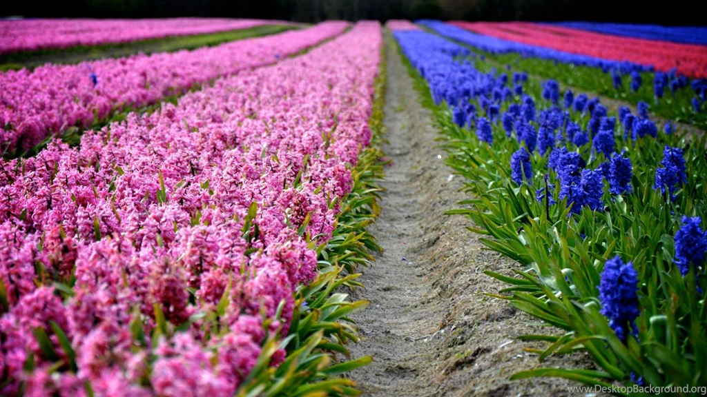 Wallpaper: Hyacinth, Foliage, Flowers, Field, Colorful, Nature ...