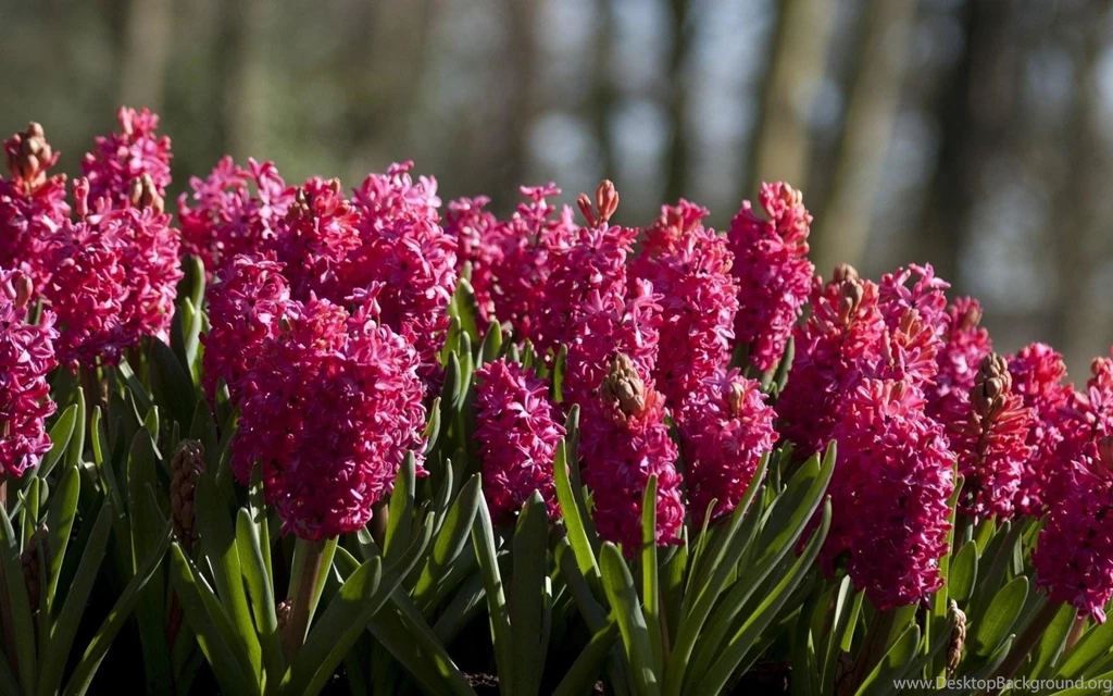 Hyacinth Wallpapers >> Backgrounds With Quality HD