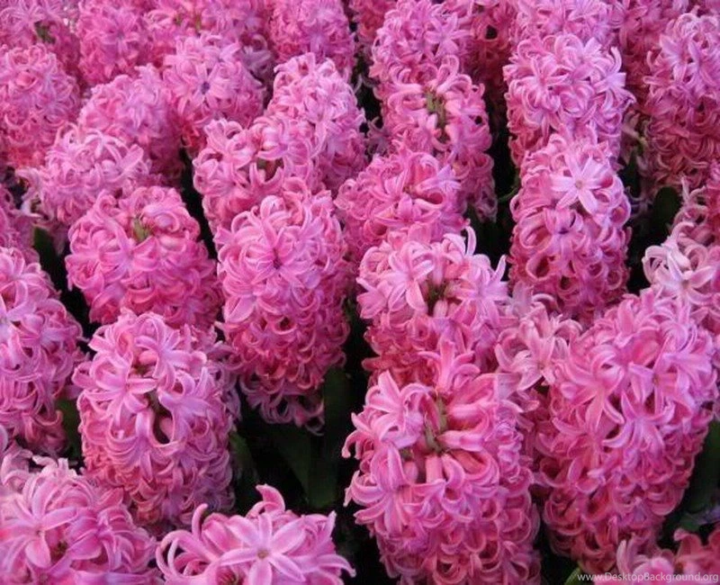 Flowers: Hyacinth Spring Pink Garden Flower Wallpapers Gallery For ...