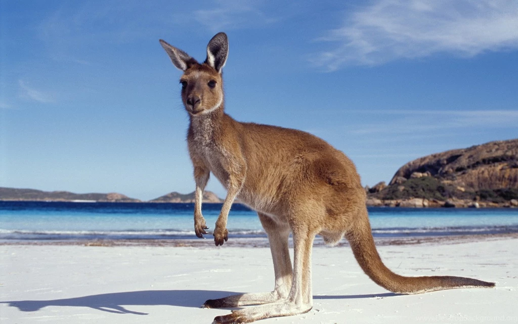 1440x900 Kangaroo On BEach Wallpapers