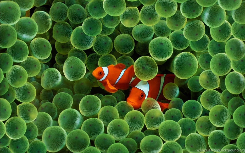 Download Fish Wallpapers Wallpaper, 'apple Clown Fish Wallpapers ...