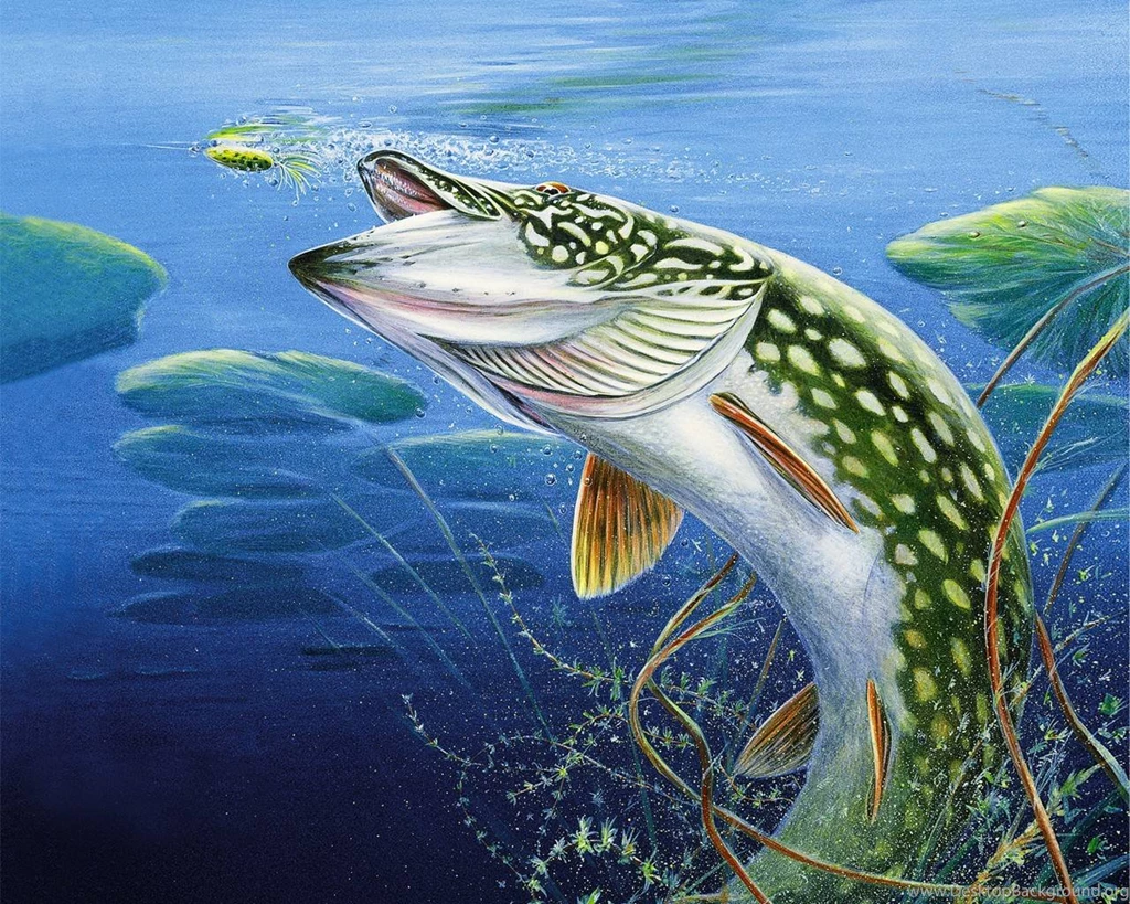 Fishing Wallpapers [2]   (