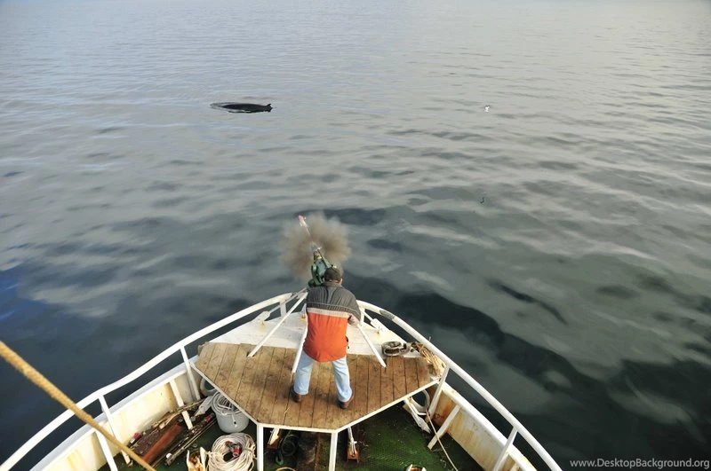 Birds Fishing Blurred – Animals Fish HD Desktop Wallpapers