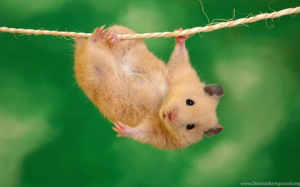 Funny animals wallpapers for mobile .jpg