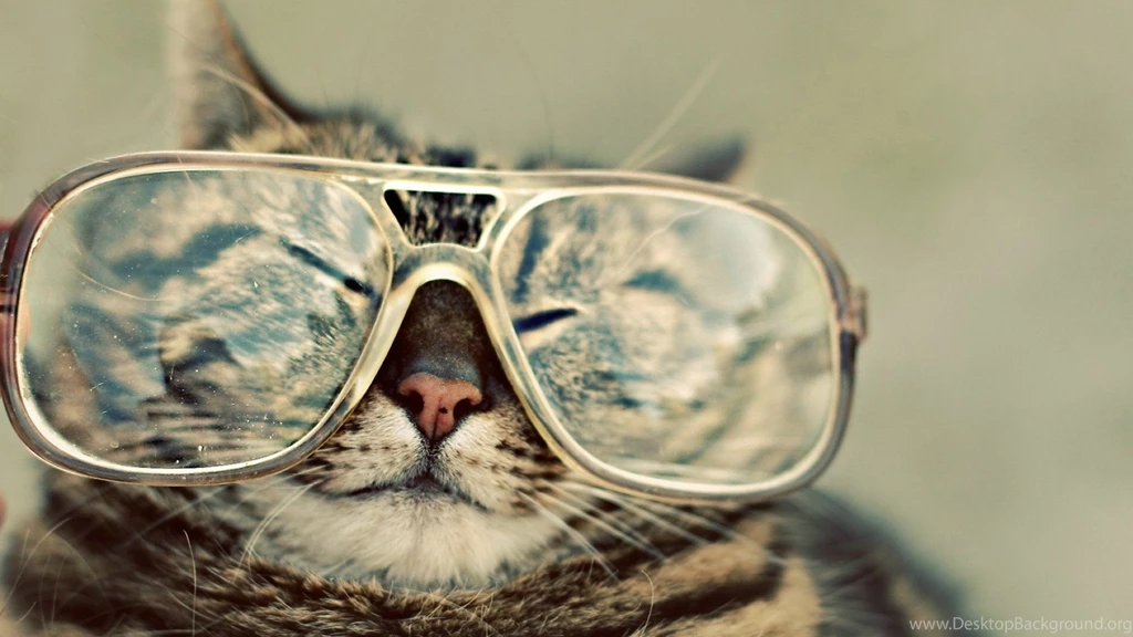 Awesome funny hd images of animals.jpg