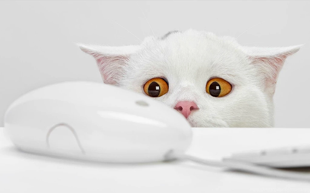Funny Animals Wallpapers HD Quality Download