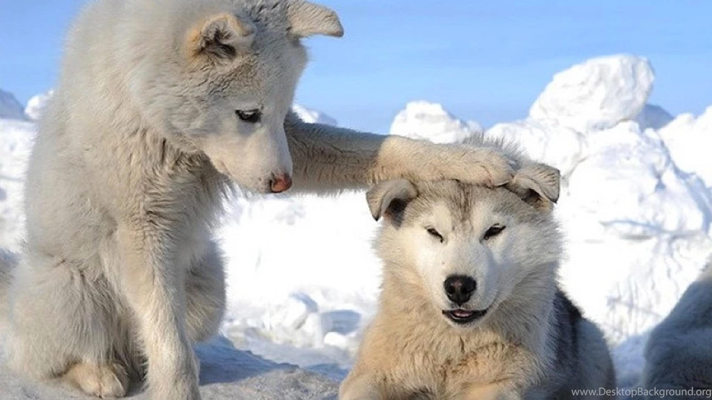 Funny Animals Hd Wallpapers