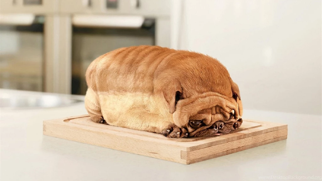 Funny Pictures Of Animals