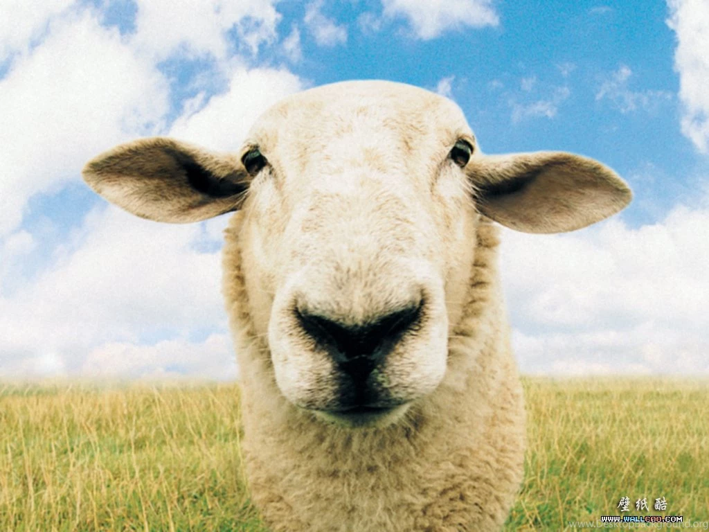 Animal Wallpapers ≫≫ Back To Index ≫≫Funny Farm Animals ...