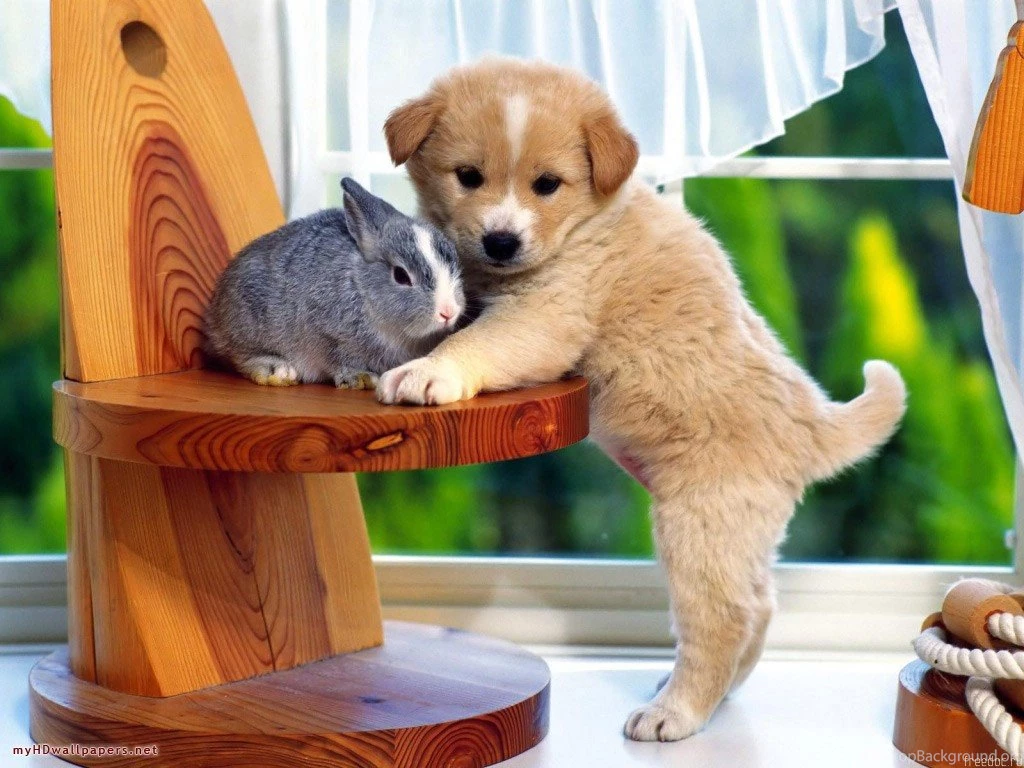 Animals