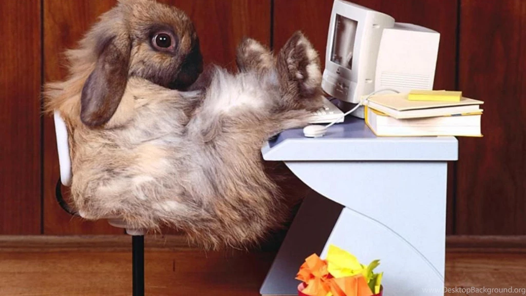 Excellent funny hd images of animals.jpg
