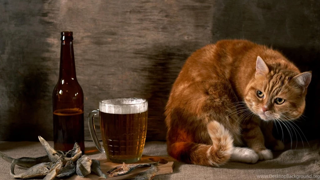 Hd Wallpapers Funny Animals – 1920×1080 High Definition Wallpapers ...