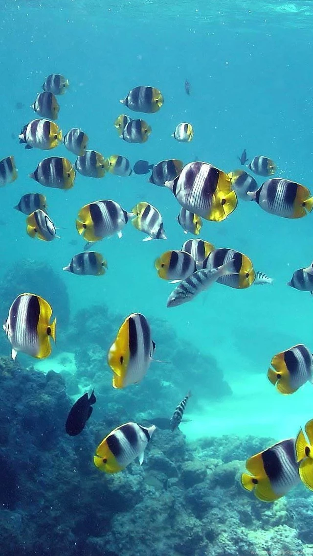 Blue Sea Fish iPhone 5s Wallpapers Download