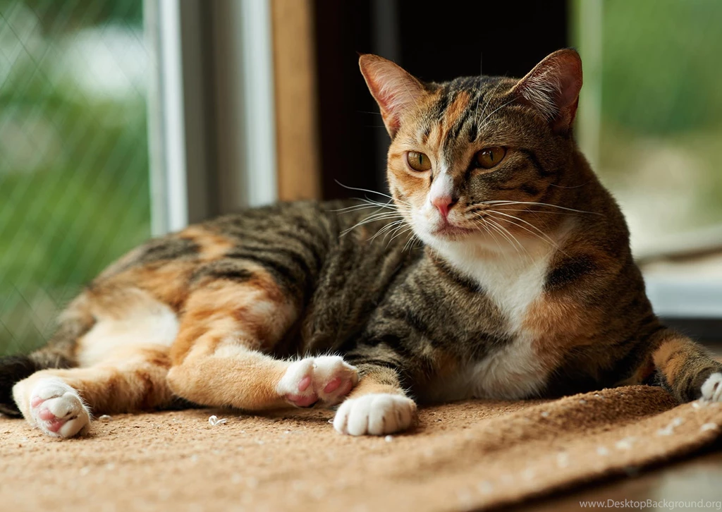Cute Cat Wallpapers, Lovely Animals, Kitten Images, Hairy Animals ...