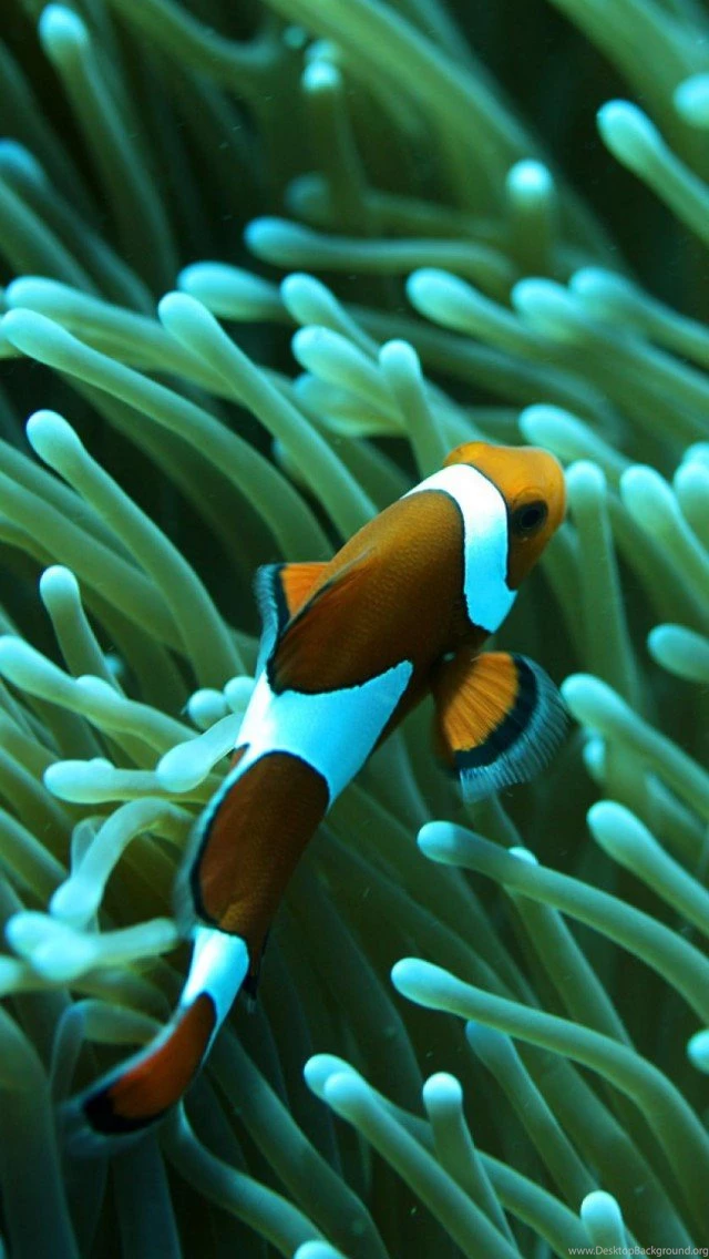 Clown Fish 2 Animal iPhone Wallpapers, iPhone 5(s)/4(s)/3G Wallpapers