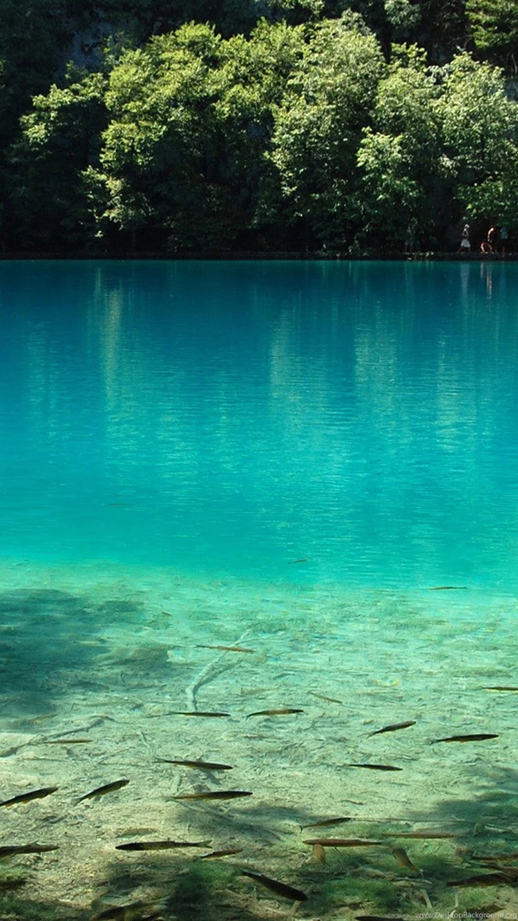 Lake Fish – Clear Lake iPhone 6 Wallpapers