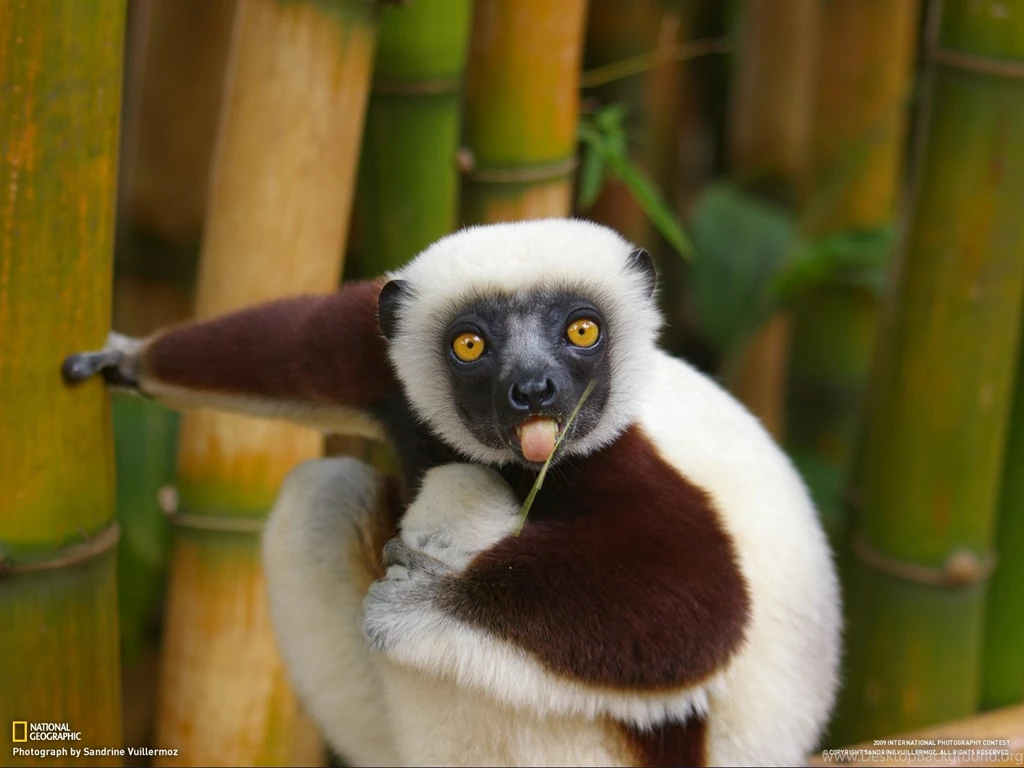 Funny Animals Wallpapers 3 Widescreen Wallpapers Funnypicture.Org ...