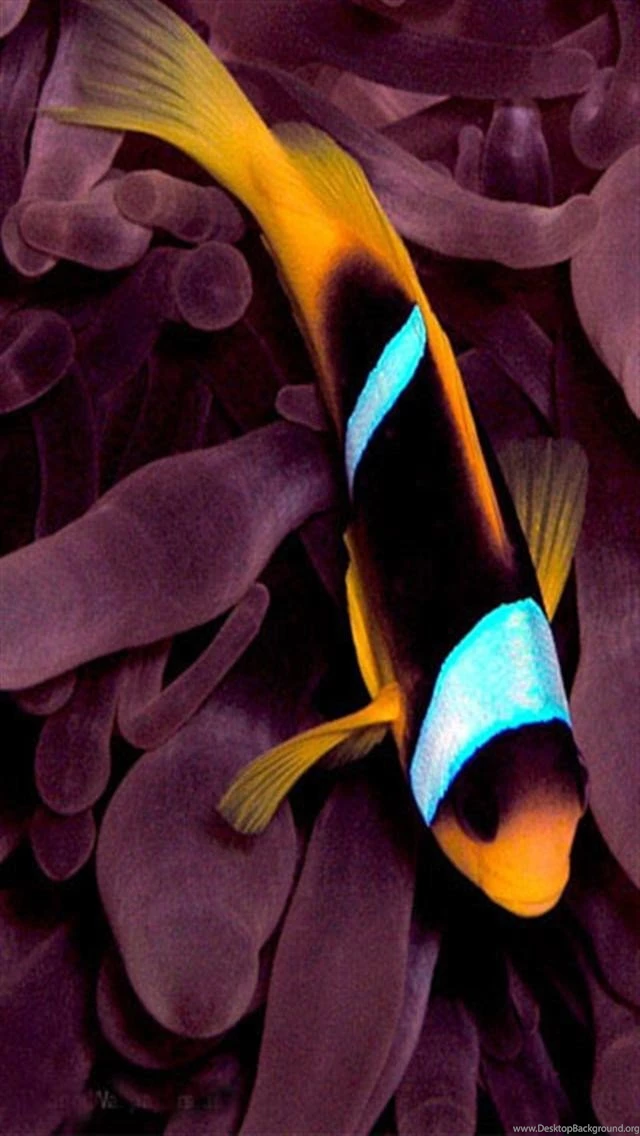 Download Fish iPhone Backgrounds