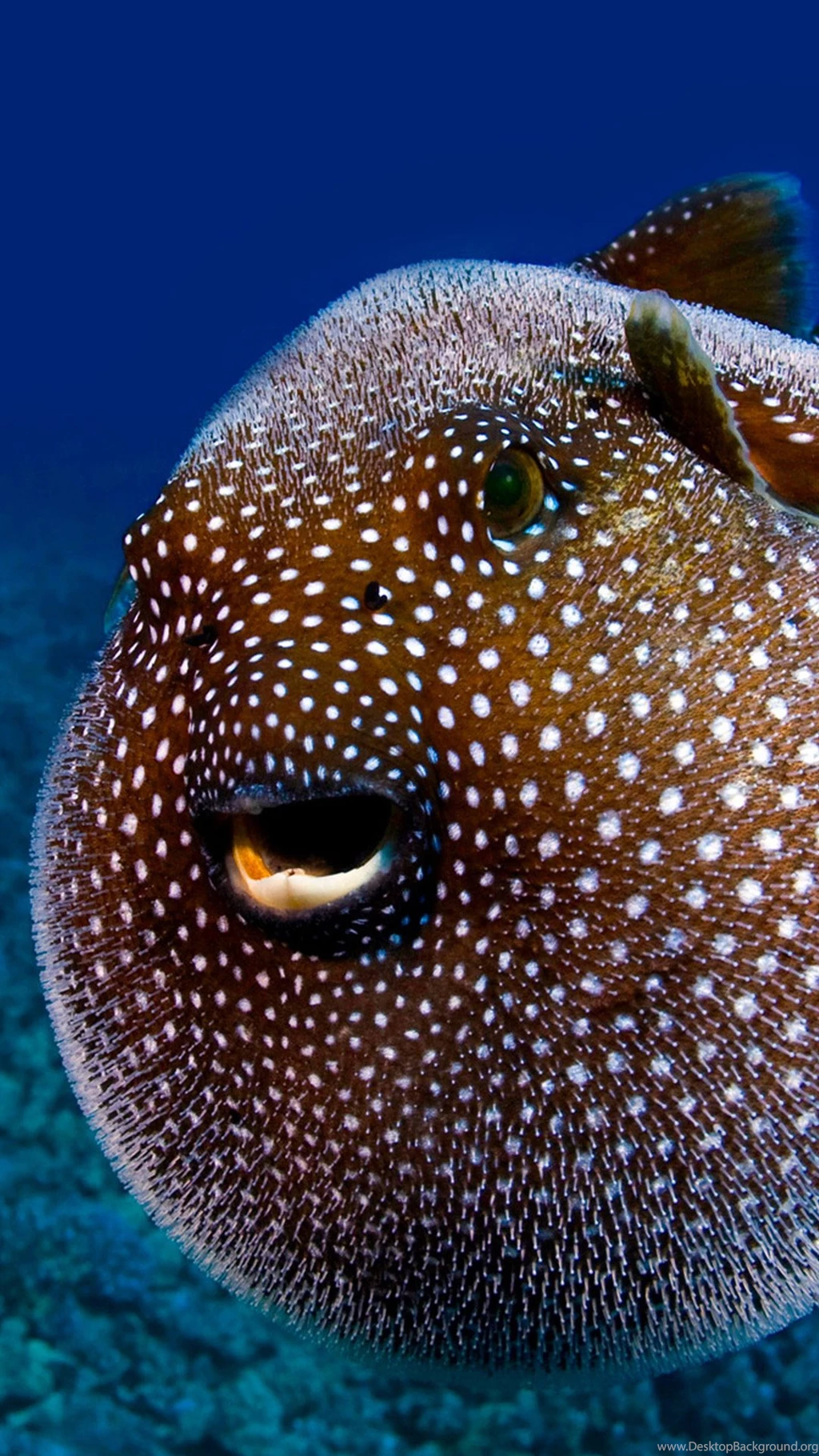 Deep sea Fish Wallpapers For iPhone 6 Plus, iPhone 6 Plus Wallpapers